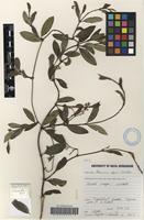 Filed as Secamone alpini Schult. [family APOCYNACEAE]