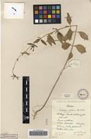 Filed as Ceropegia achtenii De Wild. subsp. achtenii [family APOCYNACEAE]