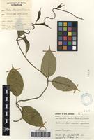 Filed as Mondia whitei (Hook.f.) Skeels [family APOCYNACEAE]