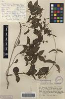 Filed as Secamone alpini Schult. [family APOCYNACEAE]