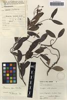 Filed as Secamone alpini Schult. [family APOCYNACEAE]
