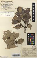 Filed as Acokanthera rotundata (Codd) Kupicha [family APOCYNACEAE]