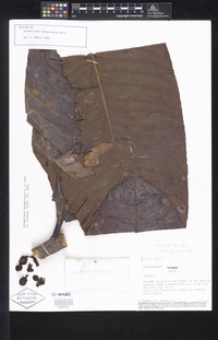 Isotype of Eschweilera integricalyx S. A. Mori [family LECYTHIDACEAE]