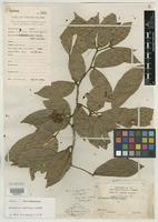 Type of Cynometra carolinensis Kaneh. [family CAESALPINIACEAE]
