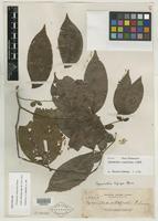 Isotype of Cynometra whitfordii Elmer [family CAESALPINIACEAE]