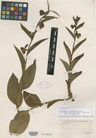 Isotype of Cypripedium californicum A. Gray [family ORCHIDACEAE]