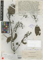 Isotype of Ardisia ochracea Elmer [family MYRSINACEAE]