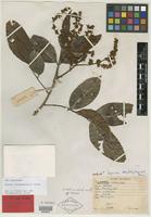 Isotype of Arytera lineosquamulata H. Turner [family SAPINDACEAE]