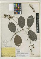 Isotype of Banisteria blanchetiana A. Juss. [family MALPIGHIACEAE]
