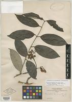 Isotype of Banisteria cinerea Rusby [family MALPIGHIACEAE]