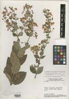 Isotype of Banisteriopsis malifolia var. appressa B. Gates [family MALPIGHIACEAE]