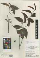 Type? of Diplopterys cururuensis B. Gates [family MALPIGHIACEAE]