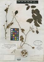 Isolectotype of Casearia eriophora C. Wright ex Griseb. [family FLACOURTIACEAE]