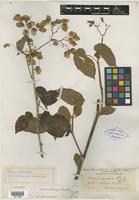 Type of Begonia andina Rusby [family BEGONIACEAE]