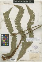 Isotype of Polystichum grande Ching [family PTERIDOPHYTE]