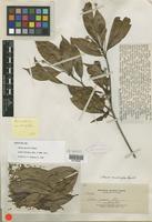 Isotype of Adina garciae Elmer [family RUBIACEAE]