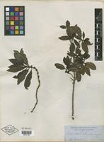 Type? of Coprosma rhynchocarpa A. Gray [family RUBIACEAE]