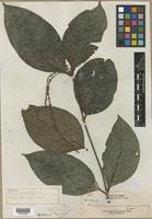 Isotype of Cowiea borneensis Wernham [family RUBIACEAE]