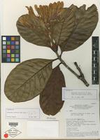 Isotype of Gleasonia prancei B. M. Boom [family RUBIACEAE]