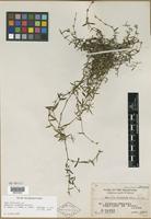 Type of Hedyotis oligantha Merr. [family RUBIACEAE]