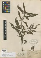 Type of Hoffmannia pallida Rusby [family RUBIACEAE]