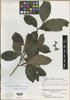 Isotype of Ixora yavitensis Steyerm. [family RUBIACEAE]