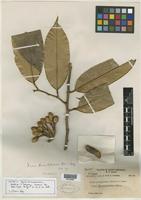 Isotype of Durio kinabaluensis Kosterm. & Soegeng [family BOMBACACEAE]