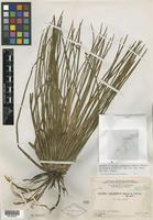 Isotype of Isoetes panamensis Maxon & C. V. Morton [family ISOETACEAE]
