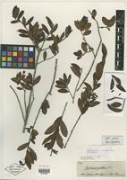 Holotype of Gaylussacia pulchra Pohl [family ERICACEAE]