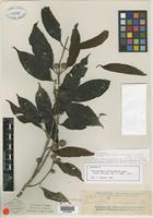 Isotype of Sarcocephalus multicephalus Elmer [family RUBIACEAE]