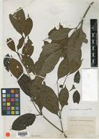 Type? of Nauclea lanceolata Blume [family RUBIACEAE]