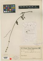 Type of Froelichia paraguayensis Chodat [family AMARANTHACEAE]