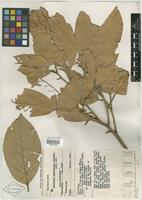 Type of Heritiera percoriacea Kosterm. [family STERCULIACEAE]