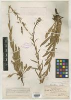 Isotype of Oenothera hookeri var. angustifolia R. R. Gates [family ONAGRACEAE]