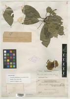 Syntype of Terminalia calamansanai var. acuminata Merr. [family COMBRETACEAE]