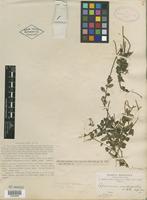 Type of Peperomia nudicaulis C. DC. [family PIPERACEAE]