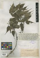 Isotype of Macaranga caudatifolia Elmer [family EUPHORBIACEAE]