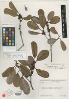 Holotype of Neoxythece maguirei Aubrév. [family SAPOTACEAE]
