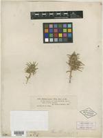 Type of Halimocnemis villosa Kar. & Kir. [family CHENOPODIACEAE]
