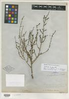 Lectotype of Suaeda suffrutescens S. Watson [family CHENOPODIACEAE]
