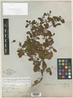 Isotype of Achyranthes mutica A. Gray ex H. Mann [family AMARANTHACEAE]