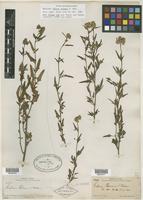 Syntype of Celosia palmeri S. Watson [family AMARANTHACEAE]