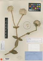 Isotype of Gomphrena schlechtendaliana Mart. [family AMARANTHACEAE]