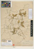 Type of Iresine jaliscana Uline & W. L. Bray [family AMARANTHACEAE]