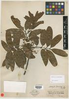 Type of Matayba spruceana (Hook.) Radlk. [family SAPINDACEAE]