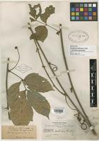 Isotype of Paullinia boliviana f. boliviana [family SAPINDACEAE]