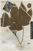 Type of Paullinia interrupta Benth. [family SAPINDACEAE]