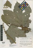 Isotype of Paullinia naiguatensis Steyerm. [family SAPINDACEAE]
