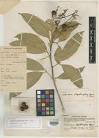 Holotype of Sapindus oligophyllus Merr. & Chun [family SAPINDACEAE]