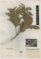 Type of Talisia oedipoda Radlk. [family SAPINDACEAE]